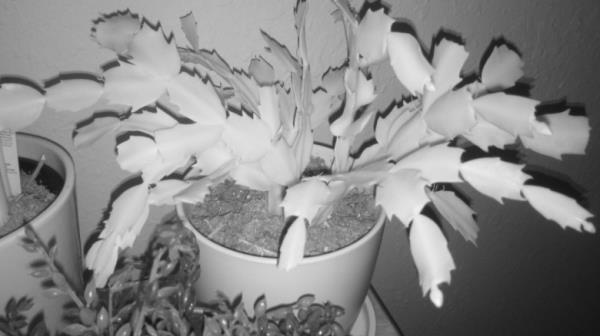 Infrared Camera of a cactus