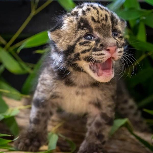 俄克拉荷马城动物园出生的“罕见”云豹小猫